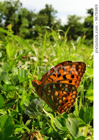 Python butterfly 9676969