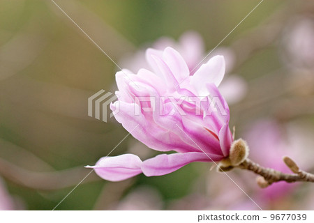 Flowers of Sidekobushi Flowers of Sidekobushi 9677039