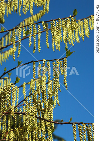 Kiboshi之花 9677542