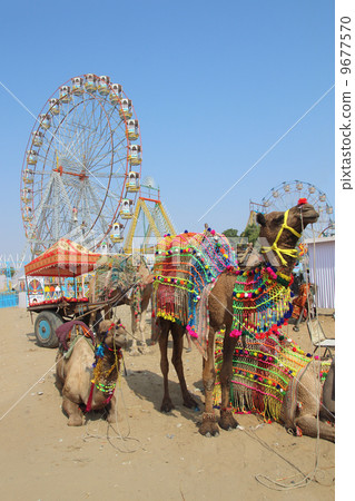 ornate camels and ferris wheels at Pushkar camel fair 9677570