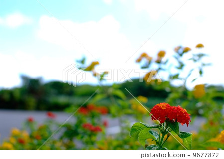 Lantana and blue sky 9677872