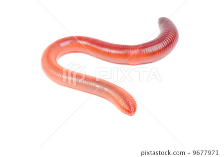 animal earth worm isolated on white background animal earth worm isolated on white background 9677971