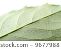 foliage, leaf, leafs 9677988