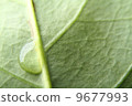 foliage, leaf, leaves 9677993