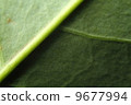 veins of leaf, blessing, photo 9677994