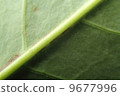 veins of leaf, tomorrow, growth 9677996