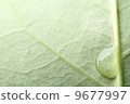 foliage, leaf, leaves 9677997