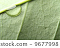 foliage, leaf, leaves 9677998