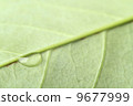 foliage, leaf, leaves 9677999