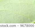 veins of leaf, arboreal, tomorrow 9678000
