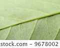 veins of leaf, arboreal, tomorrow 9678002