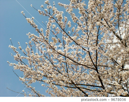 Cherry Blossoms Cherry Blossoms 9678036