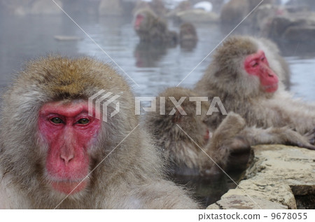 Jigokudani Monkey Kokeen Monkey entering the hot spring 9678055