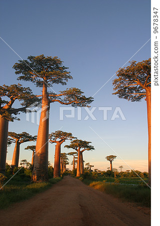 Baobab's tree 9678347
