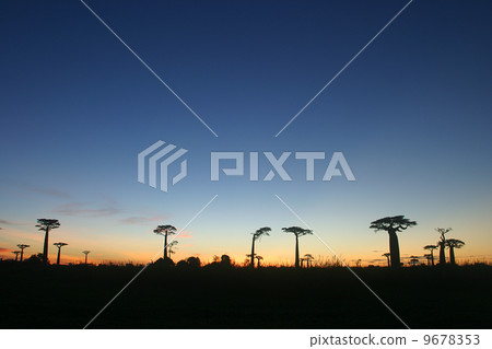 猴麵包樹的樹 9678353