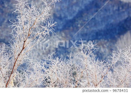 一棵樹 一棵樹 9678431