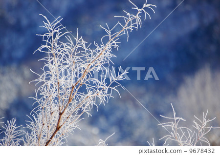 A tree 9678432
