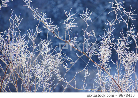 一棵樹 一棵樹 9678433