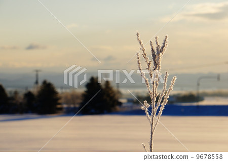 Golden landscape 9678558