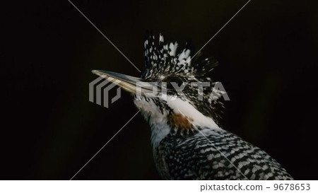 Yamazaki male with morning sun in her eyes Yamazaki male with morning sun in her eyes 9678653