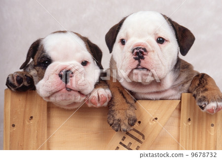 可愛的鬥牛犬小狗 9678732