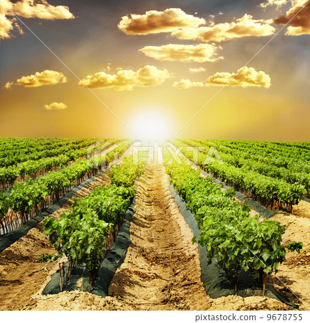 Young Vineyards in rows. 9678755