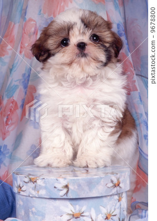 Cute seed puppy Cute seed puppy 9678800