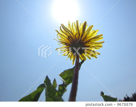 native dandelion flower 9678876