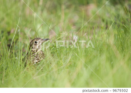 隱藏在草叢中的蜥蜴把戲 9679302