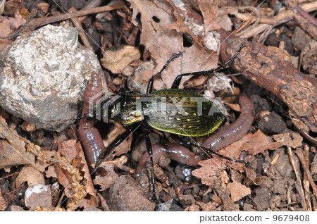 Predation of the green beetle Predation of the green beetle 9679408