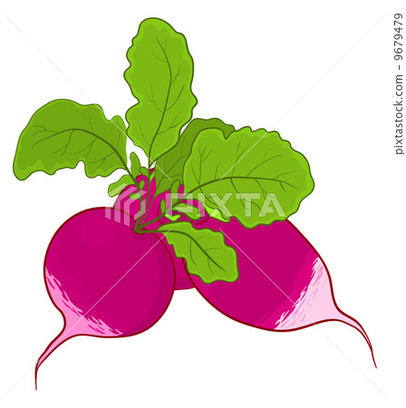 Radish with leaves Radish with leaves 9679479