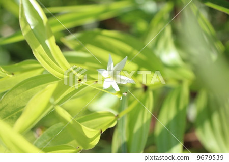 Chigo lily Chigo lily 9679539