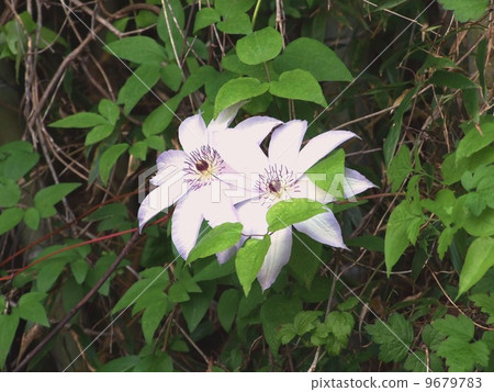 Casa gurma兩個輪子 9679783