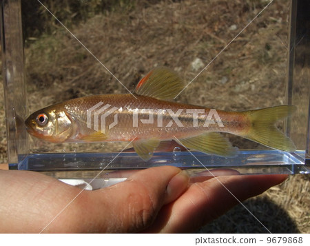 河魚在手邊 9679868