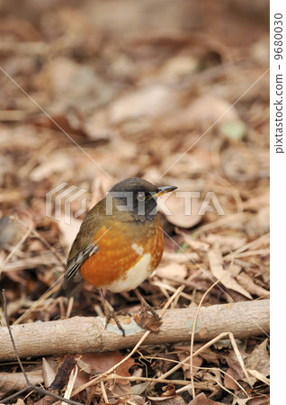 鵝口瘡 鵝口瘡 9680030