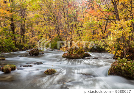 Oirase小河的秋葉/ Mikuri流程 Oirase小河的秋葉/ Mikuri流程 9680037