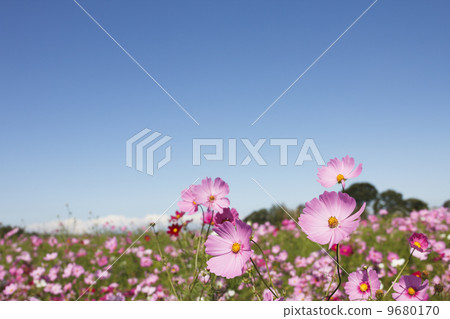 波斯菊花 9680170