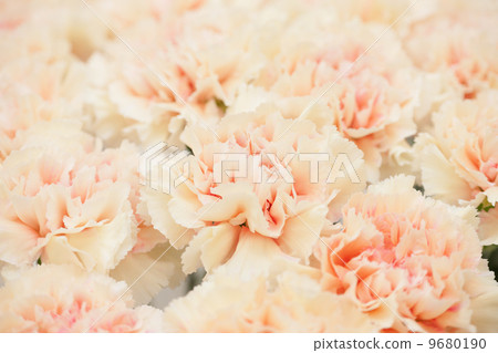 Carnation  9680190