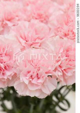 Carnation Carnation 9680194
