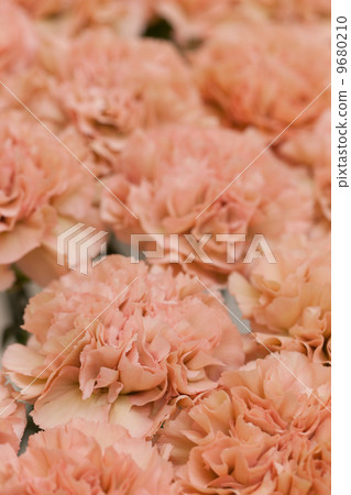 Carnation Carnation 9680210