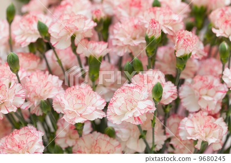 Carnation  9680245