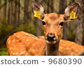 deer, deers, hokkaido 9680390