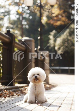 狗狗 狗狗 9680757