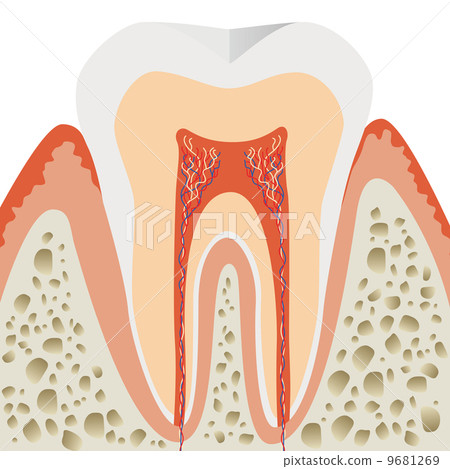 插图素材 牙齿横截面
