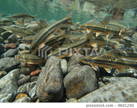 鯉魚 9681280