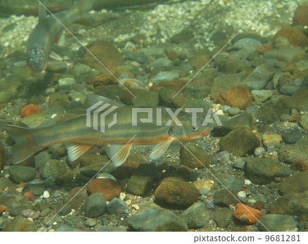 鯉魚 鯉魚 9681281