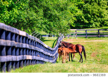 Mother horse and foals 9681369