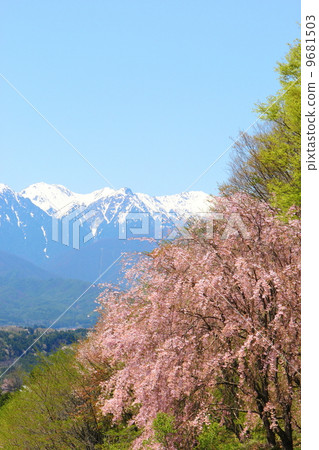 Red alpine cherry blossoms and snowy central alps 9681503