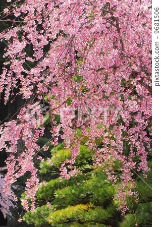 Red branch cherry-blossoms 9681506