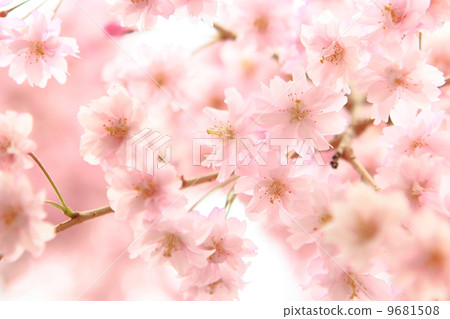 Dead brown cherry tree 9681508